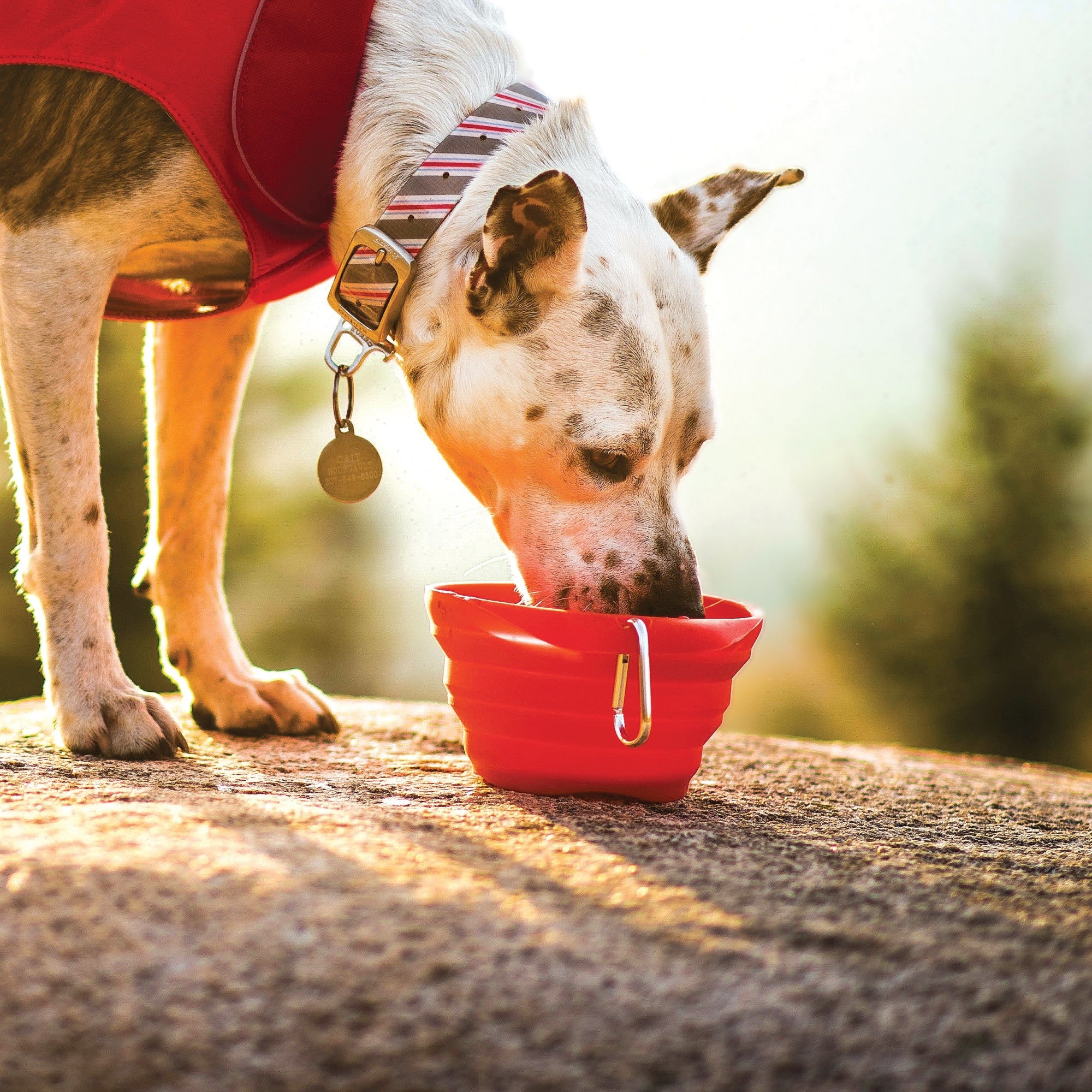 Kurgo Collaps-A-Bowl for Dogs