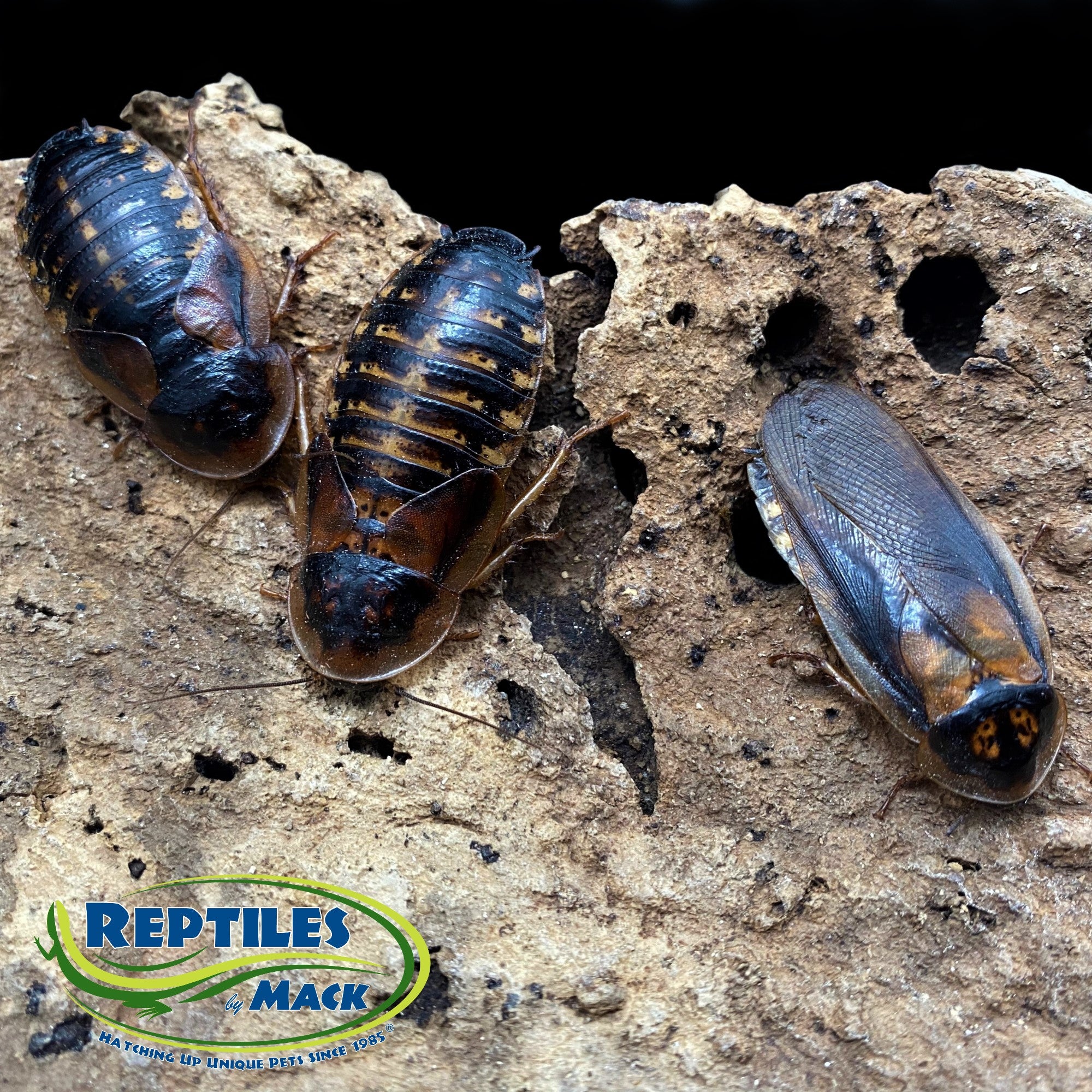 Mack’s Natural Reptile Food Live Dubia Roaches