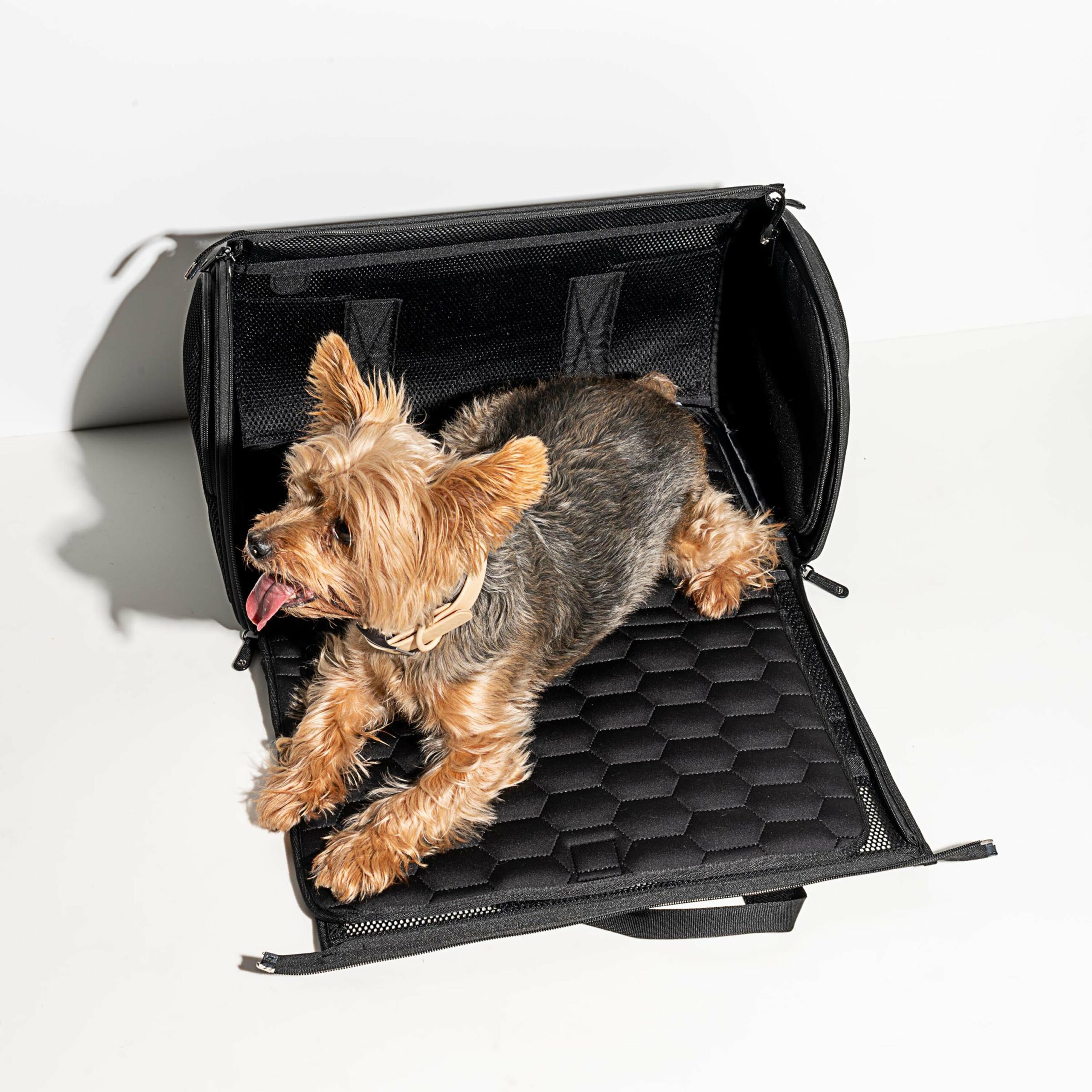 Wild One Black TSA Travel Carrier for Dogs