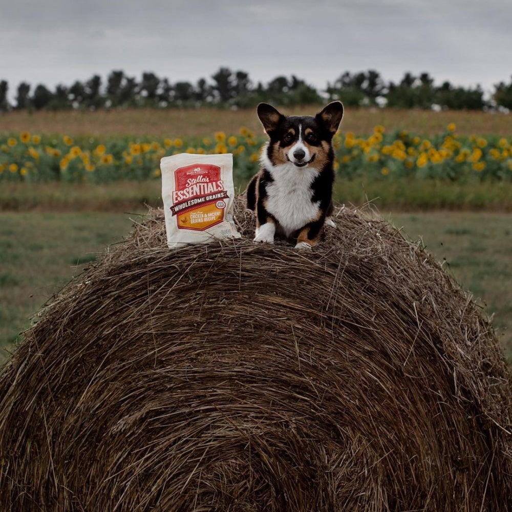 Stella & Chewy’s Stella’s Essentials Kibble Cage Free Chicken & Wholesome Grains Recipe Dry Dog Food